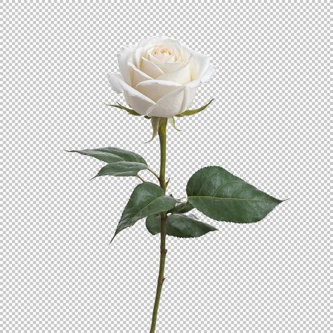 Rose Png, Rosé Png, Max On, April 27, Png Transparent, Free Download, On Instagram, Quick Saves, Instagram