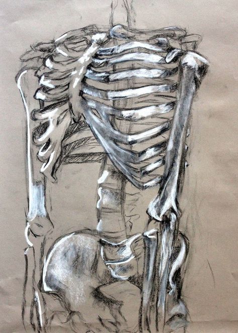 Clara Lieu, Skeleton Drawing Assignment, conte crayon on toned paper, RISD Project Open Door, 2015. Anatomical Skeleton Drawing, Creative Skeleton Drawing, Tone And Form Gcse Art, Art On Toned Paper, Gcse Art Structures, Skeleton Charcoal Drawing, Humans And Nature Art, Time A Level Art, Charcoal On Toned Paper