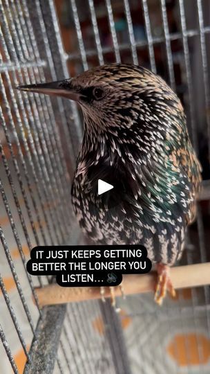 807K views · 128K reactions | No adventures this morning, but The Mouth still had a lot to talk about. ❤️ | Sarah Tidwell | inkydragon · Original audio Talking Birds, Star Wars R2d2, Bird Gif, Next Film, Worth The Wait, Sound Effects, Me Clean, Exciting News, Funny Kids