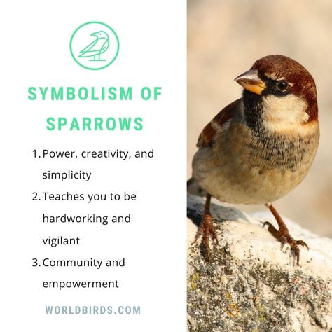 The symbolism attached to sparrows helps you to make the right decision in your life. It makes the overall personality of a person, not only the outer selves but also develops the inner soul of a person. Sparrow Meaning, Bird Symbolism Meaning, Mercury Retrograde Quotes, Sparrow Symbolism, Animal Omens, Bird Symbolism, Blue Sparrow, Small Wave Tattoo, Red Sparrow