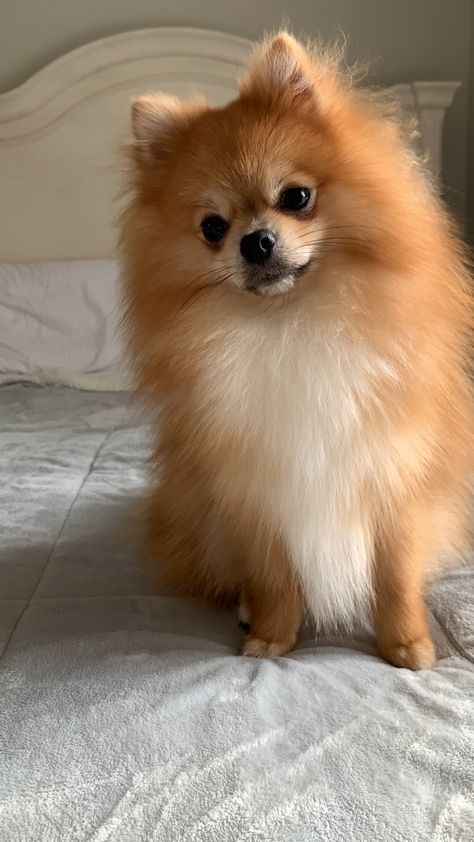 Light Brown Pomeranian, Pomarainian Dogs, Pomeranian Dog Aesthetic, Golden Pomeranian, Pomeranian Photography, Ginger Pomeranian, Poodle Dog Tattoo, Brown Pomeranian Puppy, Fox Face Pomeranian