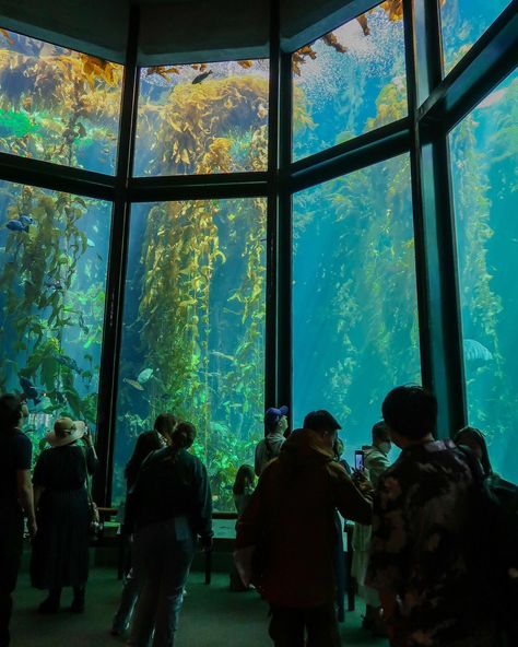 Gorgeous gorgeous Monterey Monterey Aquarium, Monterey Bay Aquarium, The Aquarium, Monterey Bay, Winter Travel, Monterey, Vision Board, First Time, The First