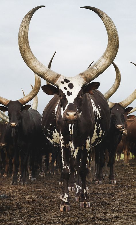 Ankole herd, Lake Mburo district, Nyabushozi, Western Region, Uganda, 2012. South African Animals, Animals With Horns, Regnul Animal, Long Horn, Festival Photo, Interesting Animals, Mule Deer, Animale Rare, Unusual Animals