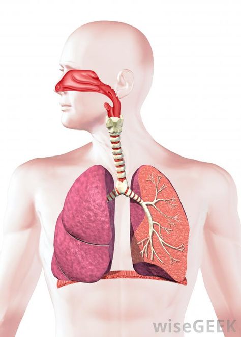 human-respiratory-system. possibly useful for charting nasal polyps, breathing problems, collapsed lung, sinus, vocal chord, & other upper respiratory symptoms Human Respiratory System, Human Lungs, Organ System, Cardiovascular System, Cross Section, Respiratory System, Anatomy And Physiology, Human Anatomy, Lungs