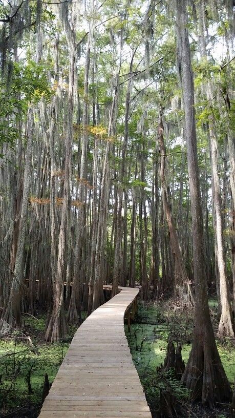 Located on Caddo Lake in east Texas 🇨🇱 Uncertain is one of the most beautiful and mysterious places in Texas 😲 To this day, nobody’s quite sure of the true story behind the city’s name 😒 It’s a city as honest as its name: Uncertain.  #dallasnative #dallasnativeteam #daveperrymillerrealestate #dpmrealestate #dpmre #realestate #dallasrealestate #mystery #texas #history Caddo Lake Texas, Texas Hiking, Caddo Lake, Couple Camping, Camping In Texas, Texas Lakes, Texas Adventure, Texas Destinations, Hiking Places