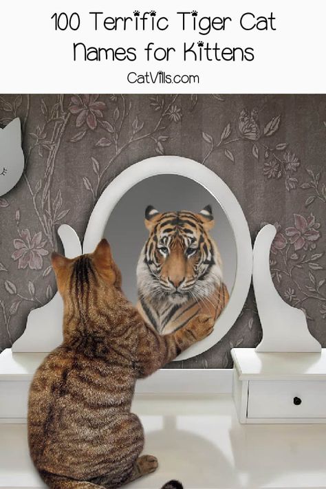 Are you in search of some cute tiger cat names? We've got you covered! Check out these 100 ideas for your adorable kitty! Striped Cats, Girl Cat Names, Tiger Striped Cat, Tiger Cat, Your Adorable, Spotted Cat, Cute Tiger, Kitten Names, Striped Cat