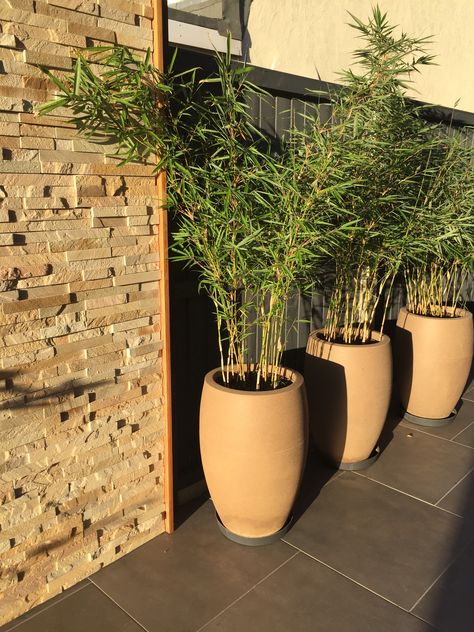 Pretty Fargesia robusta 'Campbell' bamboo in pots Potted Bamboo, Bamboo Pots Planters, Fargesia Bamboo, Bamboo Containers, Bamboo Landscape, Front Door Plants, Small Tropical Gardens, Bamboo In Pots, Bamboo Planter