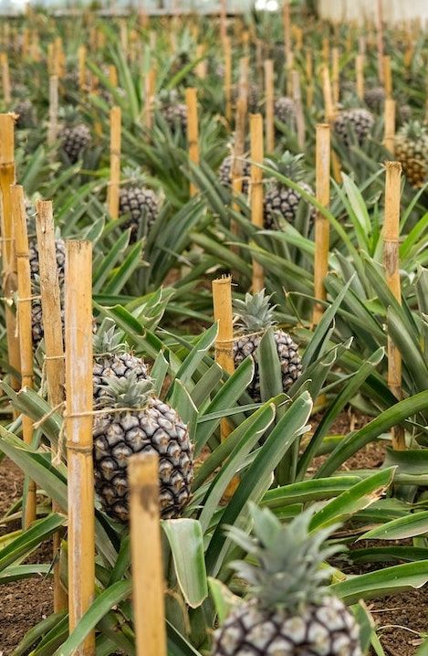 Pineapple Plant Growing, Grow Pineapple From Top, Growing Pineapple From Top, Pineapple Farming, Pineapple Hairstyle Natural Hair, Planting Pineapple, Pineapple Plant Care, Grow Pineapple Plant, Grow Pineapple