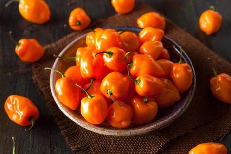 How to Roast & Freeze Habanero and Serrano Peppers Habanero Recipes, Hot Pepper Recipes, Roasted Vegetable Soup, Serrano Peppers, Chile Serrano, Serrano Pepper, Habanero Peppers, Garden Recipes, Peppers Recipes