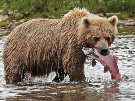 bear desktop backgrounds wallpaper Bear With Salmon, Bear Catching Salmon, Bear Fishing, Wild Animals Photography, Animal Illustration Art, American Animals, Bear Drawing, Bear Photos, Bear Pictures