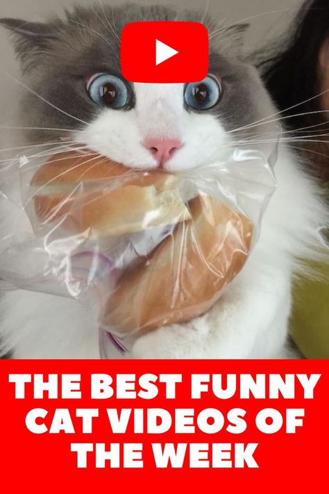 Funniest Cat, Funny Cat Compilation, Curiosity Killed The Cat, Dog Poses, Head Off, Dog Photograph, Hunting Trip, Can't Stop Laughing, Cat Sitting