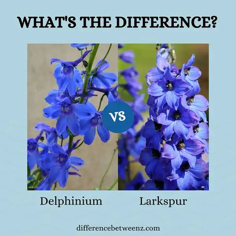 Difference between Delphinium and Larkspur - Difference Betweenz Larkspur Flowers, Delphinium Plant, Larkspur Flower, Delphinium Flowers, Blue Delphinium, Texas Gardening, Flower Guide, Flower Landscape, Flowering Plants