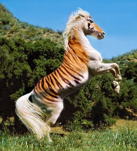 Even more rare than the Maltese Tiger and the Golden Tiger... the Horse Tiger, thought to have never existed. - Imgur Animal Mashups, Horse Halloween Costumes, Hybrid Animals, Rare Horses, Paint Horses, Rasy Koni, Horse Costumes, Most Beautiful Horses, Animals Pictures