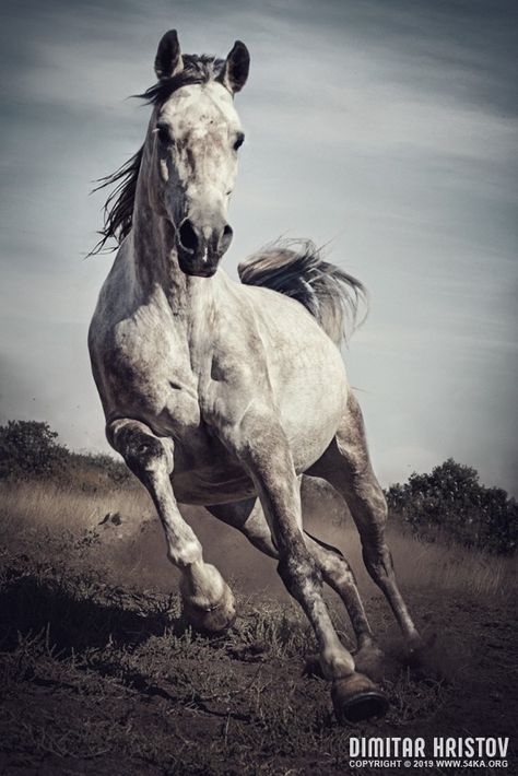 Majestic photo of strong arabian white horse photography featured extreme equine photography animals  Photo Jump Photography, Equine Photography Poses, Cai Sălbatici, Equestrian Helmet, Black Horses, Friesian Horse, Low Angle, Horse Blankets, Horse Jumping