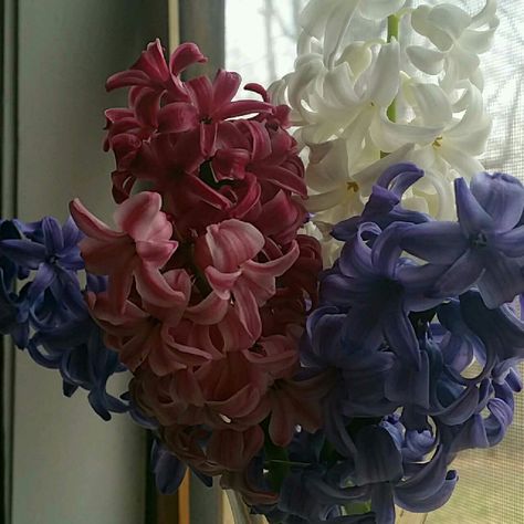 Blue Hyacinth Bouquet, Blue Hyacinth Aesthetic, Hycanith Flower Aesthetic, Hyacinth Flower Bouquets, Hyacinths Aesthetic, Hyacinths Bouquet, Hycanith Flower, Hyacinth Aesthetic, Red Hyacinth