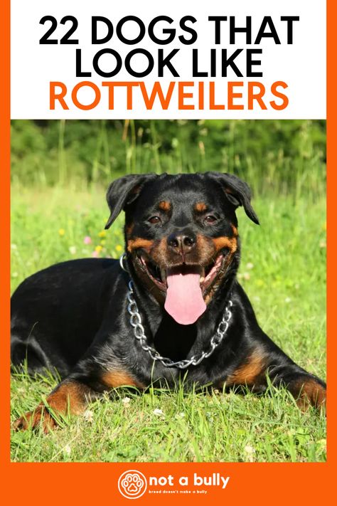 Looking for dogs that look like Rottweilers? Then check out our list of 22 dog breeds large and small that are similar to Rottweilers! Big Rottweiler Dogs, Working Rottweiler, Rottweiler Mix Dogs, Rottweiler Mix Puppies, Black Dogs Breeds, Rottweiler Breeders, Rottweiler Training, Working Dogs Breeds, Rottweiler Breed