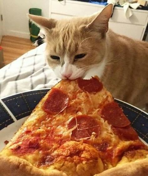 A Cat, Pizza, Pizzas