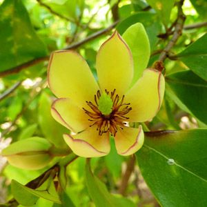 Banana Shrub -drought tolerant, low maintenance -part sun/sun -fragrant pink flowers spring and summer -can be pruned to 4-5ft - Banana Shrub, Saucer Magnolia Tree, Yew Shrub, Magnolia Tree, Tree Flowers, Planting Shrubs, Garden Shrubs, Magnolia Trees, Flowering Shrubs