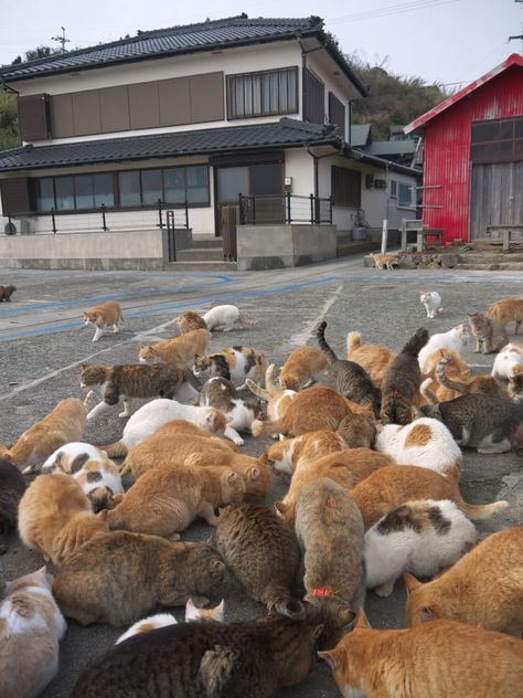 Cat Island Japan, Monk Parakeet, Rabbit Island, Monkey World, Cat Island, Exotic Animals, Red Squirrel, Cat Mask, Cat Club