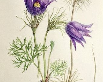 Pulsatilla vulgaris, pasque flower limited edition signed print Alpine Wildflowers, Pulsatilla Vulgaris, Botanical Artists, Illustration Courses, Glicee Prints, Seed Heads, Vintage Botanical Prints, Plant Drawing, Botanical Painting