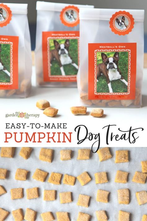 Homemade Dog Cookies, Dogs Treats, Dog Biscuit Recipes, Easy Dog Treats, Treats For Dogs, Pumpkin Dog Treats, Dog Treats Homemade Recipes, Diy Dog Treats, Food Dog