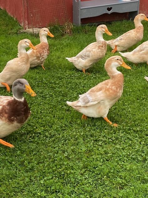 The Saxony duck breed love their snacks. Whole wheat is a favourite. They are not as keen on whole oats but it disappears just the same. Saxony Ducks, Duck Breeds, Duck Tales, Baby Ducks, Saxony, Whole Wheat, Ducks, Oats, Wheat