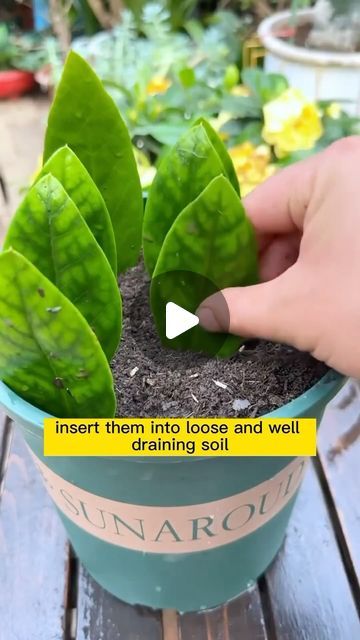 Seed to Flower | Don’t miss out on this free plant propagation opportunity! #gardening #garden #gardeningtips #gardenlife #tips #plant #plants #planting... | Instagram Plant Propagation Ideas, How To Propagate Plants, Flower Propagation, Rooting Plants, Gardening Inside, Succulent Planting, Root Plants, Garden Hacks Diy, Plants Care