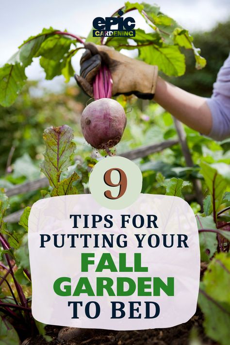 A gardener holding up a large beet root picked from the garden Fall Garden Preparation, Fall Garden Prep, Garden Prep, Garden Prepping, Dig Gardens, Urban Farmer, Vegetable Garden For Beginners, Starting A Vegetable Garden, Overwintering