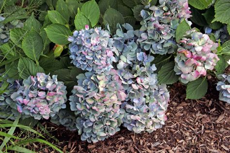 Tips for Drying Blue Hydrangea Flowers - Hyannis Country Garden Drying Hydrangeas, Lace Cap Hydrangea, Smooth Hydrangea, Panicle Hydrangea, Blue Hydrangea Flowers, Dried Hydrangeas, Blue Hydrangeas, Light Blue Flowers, Take Heart