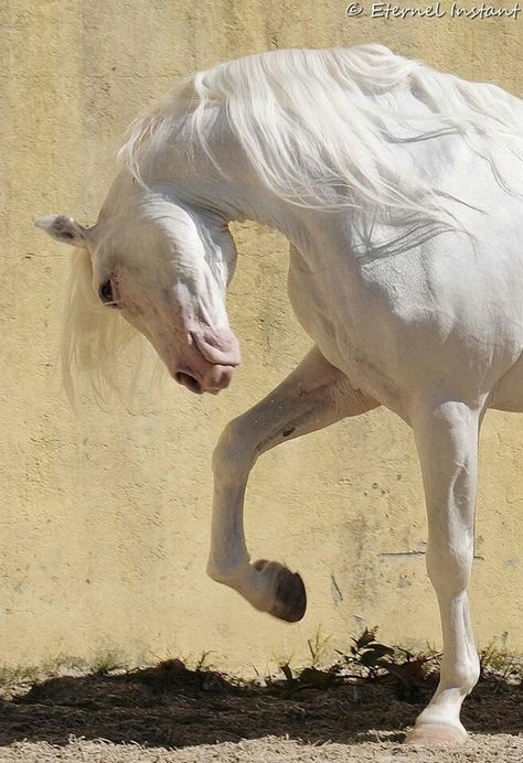 Horse Photo Reference, Horse Looking Up, Horse Poses Reference, Horse Side Profile, Horse Reference Photos, Horse Looking Back, Dramatic Animals, Horse Reference, Horse Anatomy