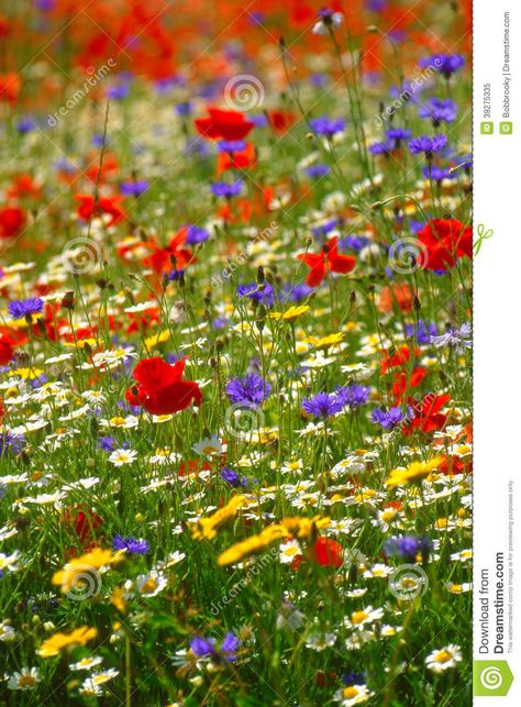 Field Of Wild Flowers, British Wild Flowers, Wild Flower Meadow, Wildflower Meadow, Meadow Flowers, Foot Tattoo, Art Courses, Stock Photography Free, Leopards