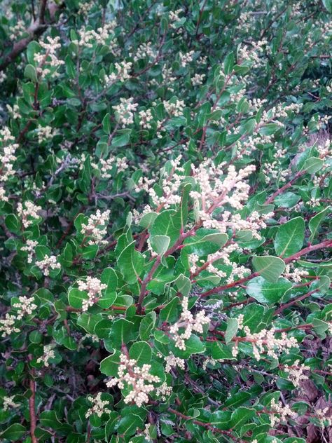 lemonade berry (Rhus integrifolia), 15 ft Lemonade Berry Plant, Lemonade Berry, Aromatic Garden, Bamboo Species, Holly Plant, Laurus Nobilis, Native Gardens, Berry Plants, California Native Plants