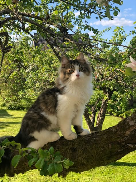 #animal #cat #cutecat #mainecoon #raddoll #norwegianforestcat #aesthetic Outside Cat Aesthetic, Cat Forest Aesthetic, Cute Mainecoon Cat, Outdoor Cat Aesthetic, Cat In Forest Aesthetic, Cat In Nature Aesthetic, Norwegian Forest Cat Aesthetic, Maine Coone Aesthetic, Mainecoon Cat Aesthetic