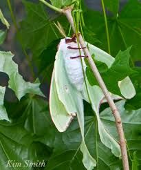 Luna Moth – Good Morning Gloucester Moth Cape, Cecropia Moth, Moth Fly, Luna Moths, Birch Leaf, Cool Bugs, Cape Ann, Blue Poppy, Beautiful Bugs