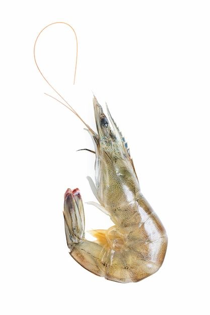 Seafood Crepes, Fresh Fish Photography, Fresh Shrimp, Prawn Shrimp, Fish Drawings, Crustaceans, Fresh Fish, Photo Editing Software, Fish Art