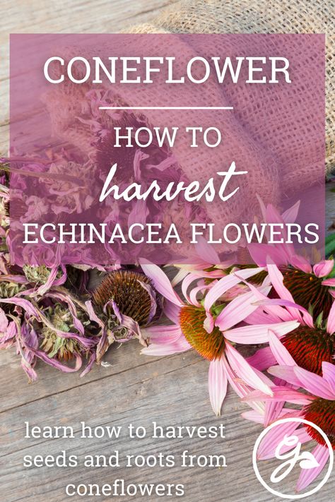 How To Use Echinacea Plant, How To Harvest Echinacea, How To Harvest Seeds From Flowers, Drying Echinacea, Echinacea Recipes, Harvesting Echinacea, Harvest Echinacea, Garden Preservation, Tea Medicine