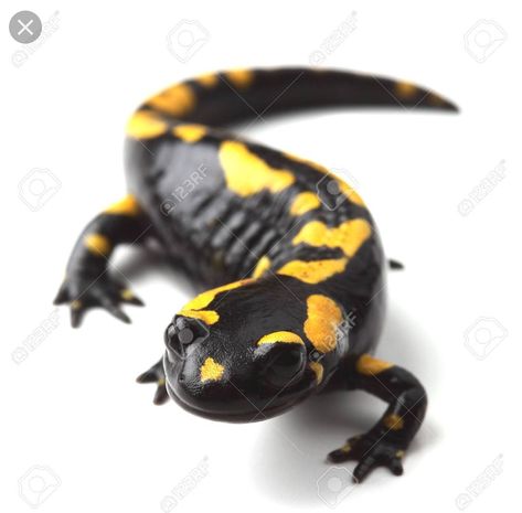 Fire Salamander, Tortoise Table, Power Animal, 3d Tattoo, White Stock, Reptiles And Amphibians, White Image, Endangered Species, Animals Of The World