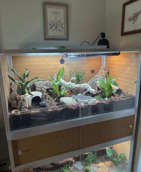 Natural Bearded Dragon Enclosure, Cute Reptile Enclosure, Lizard Enclosure Ideas, Leopard Gecko Vivarium Ideas, Hog Nose Snake Enclosure, Blue Tounged Skink Enclosure, Cool Snake Enclosures, Snake Cage Ideas, Bearded Dragon Vivarium Ideas