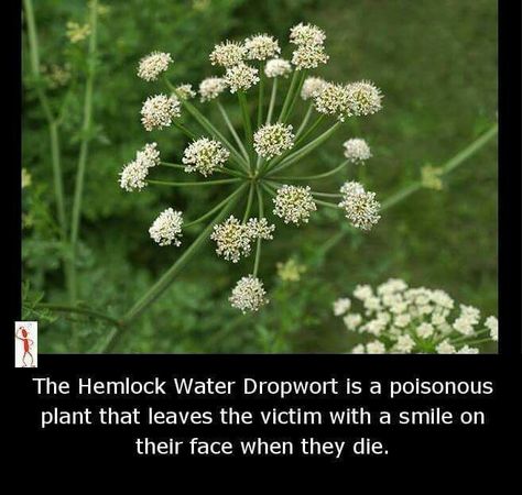 Hemlock Water Dropwort, Useless Facts, Wholesome Stuff, Creepy Facts, Poisonous Plants, Smile On, All About Plants, Black Magic, A Smile