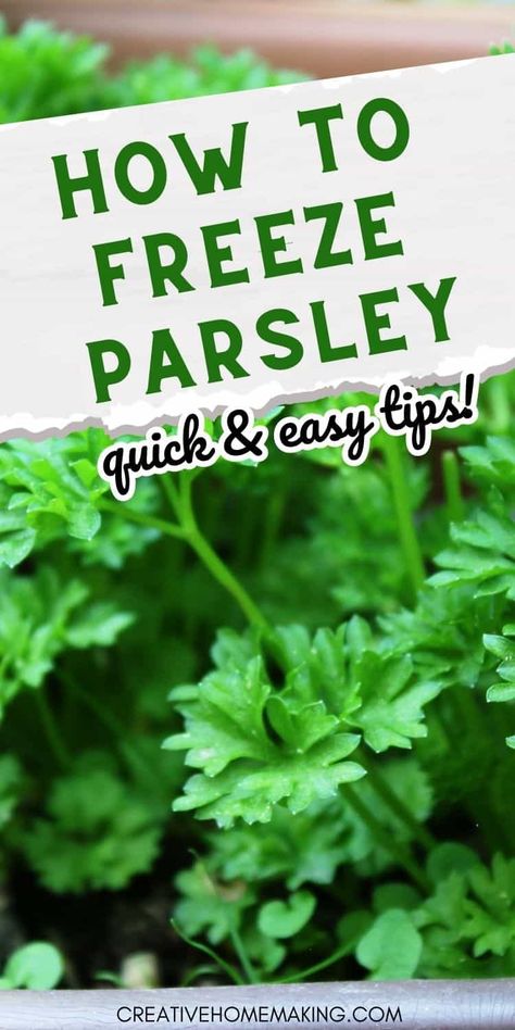 Harvesting Parsley How To, How To Save Fresh Parsley, Freeze Parsley, Freezing Parsley, Freezing Green Peppers, Fresh Parsley Recipes, Freezing Carrots, Freezing Cilantro, Freezer Hacks