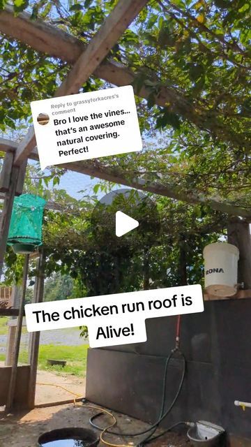 Diy Shade For Chickens, Chicken Run Covered Roof, Chicken Run With Roof, Vines To Grow On Chicken Coop, How To Grow Grass In Chicken Run, Living Roofs, Diy Shades, Shade Cloth, Eye Cover