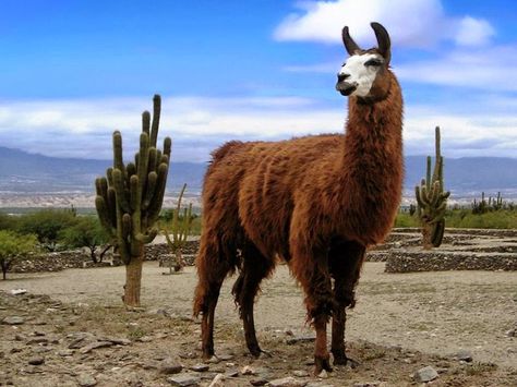 IMAGENES ETHEL: IMAGENES DE FLORA Y FAUNA DE LA SIERRA PERUANA Y ... Flora Y Fauna, Cute Llama, Hulk Hogan, Indie Kids, Animal Planet, Animal Photo, Art Reference Photos, Hulk, Reptiles