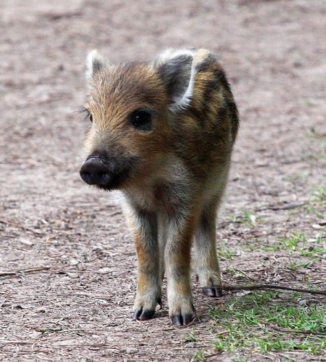 Wild Boar Piglet Wild Boar Piglet, Boar Piglet, Feral Pig, Wild Boar Hunting, Boar Hunting, Pigeon Breeds, Wild Pig, Tattoo Nature, Forest Of Dean