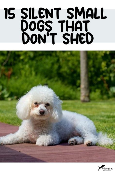 15 Silent Small Dogs That Don't Shed Toy Dogs Breeds, Small Dogs That Dont Shed, Cat Owner Tips, Mini Dogs Breeds, Non Shedding Dog Breeds, Dog Owner Tips, Hypoallergenic Dogs Small, Quiet Dog Breeds, New Cat Owner