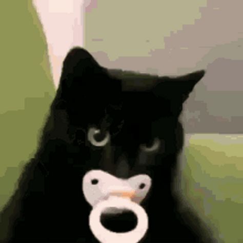 Cat With Binky, Cat With Pacifier, Cat Pfp Gif, Black Cat Gif, Meme Gif, Pfp Discord, Cats Pictures, Black Grunge, Silly Cats Pictures