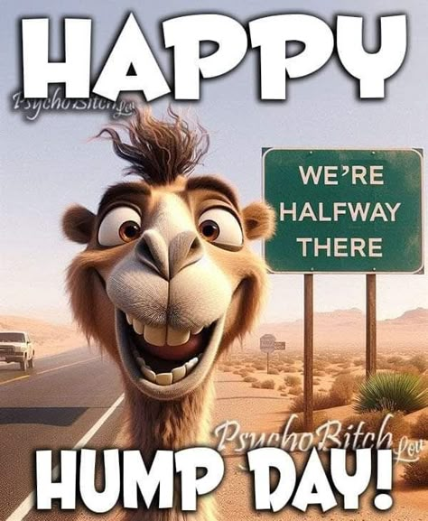 Hump Day Quotes Funny, Wednesday Sayings, Work Humour, Hump Day Quotes, Wednesday Memes, Wednesday Hump Day, Wednesday Morning Quotes, Hump Day Humor, 3 Day Weekend