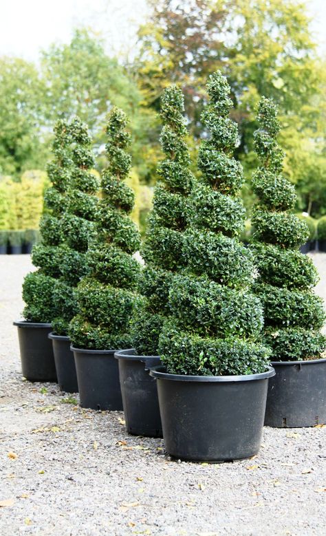 Topiary Spirals from Crown Topiary, Hertford Outdoor Topiary, Spiral Tree, Tattoo Plant, Topiary Plants, Artificial Topiary, Arsitektur Masjid, Topiary Garden, Boxwood Topiary, Topiary Trees