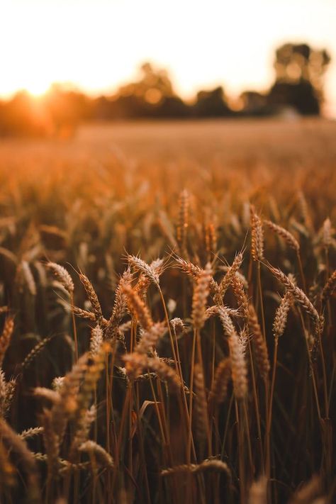 Growing from Seed – The Farm Gal Chronicles Agriculture Photography, Farmers Day, Field Wallpaper, Wheat Field, Wheat Fields, Sunset Wallpaper, Photography Wallpaper, Nature Backgrounds, Sunset Pictures