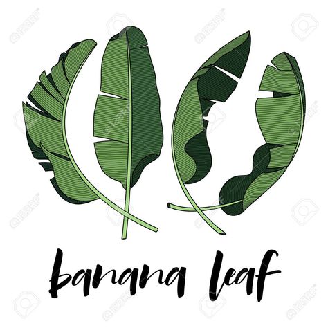 Jungle Cartoon, Banana Leaf Art, Banana Leaf Pattern, Leaves Sketch, Plantain Leaves, Banana Art, Leaf Silhouette, Leaves Illustration, Leaf Illustration