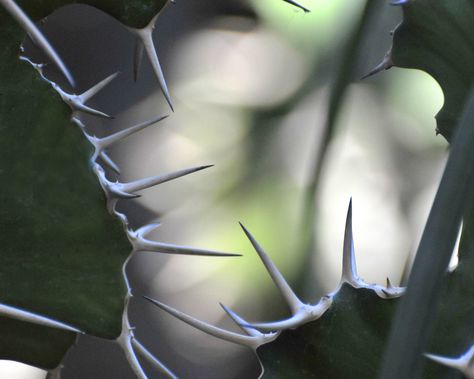 Thorn Aesthetic, Process Book, Desert Cactus, Mood Boards, Digital Illustration, Cactus, Flowers, Quick Saves, Art